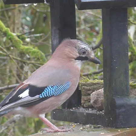 Woodhouse Nr. 141 Feriehus Durbuy