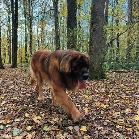 Prázdninový dům Woodhouse Nr. 141 Durbuy